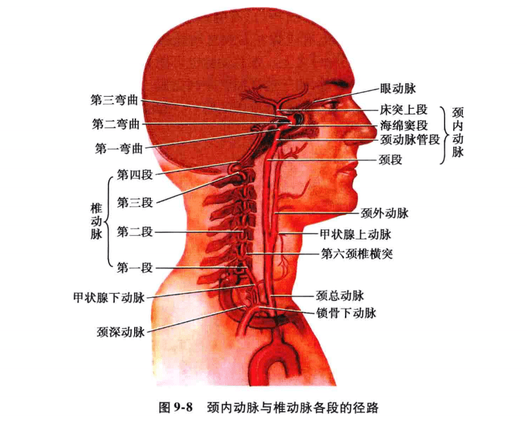 颈内动脉走行图片