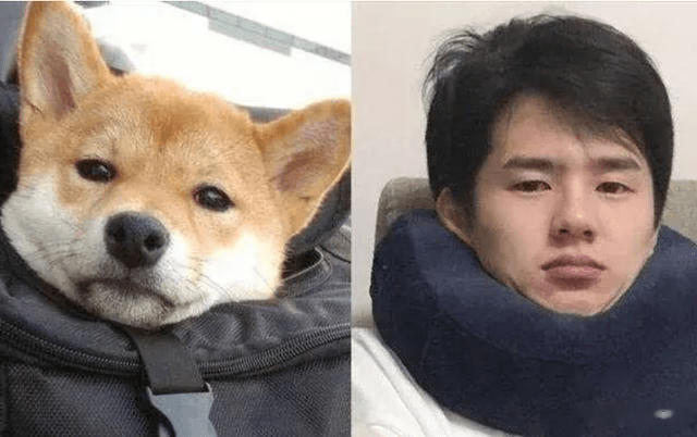 明星撞脸动物大盘点,周杰伦像罗威纳,黄宗泽像狐狸_哈士奇_小狗_外表
