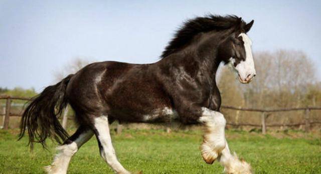 水浒传中呼延灼的坐骑也叫"踏雪乌骓马".又《说文》,骓,马苍黑杂毛也.