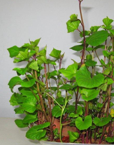 这三种蔬菜盆景,好吃又好看,颜值与品质双双在线!