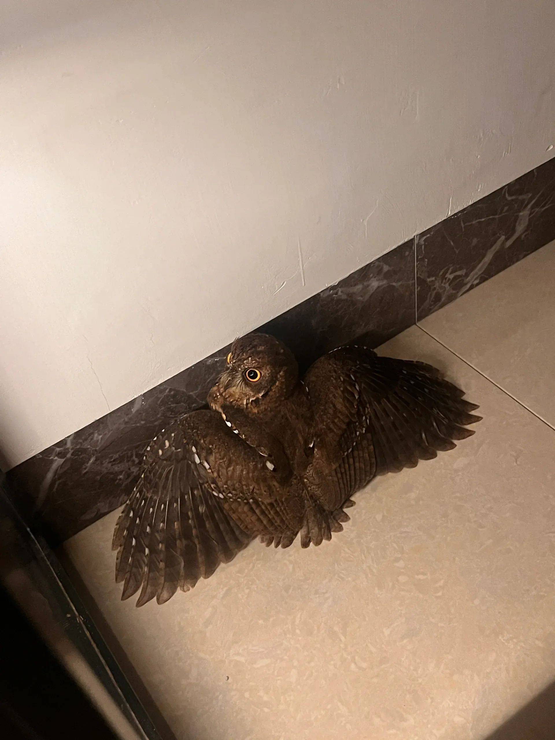 在线等这是什么鸟？_搜狐网, image size:1920x2560