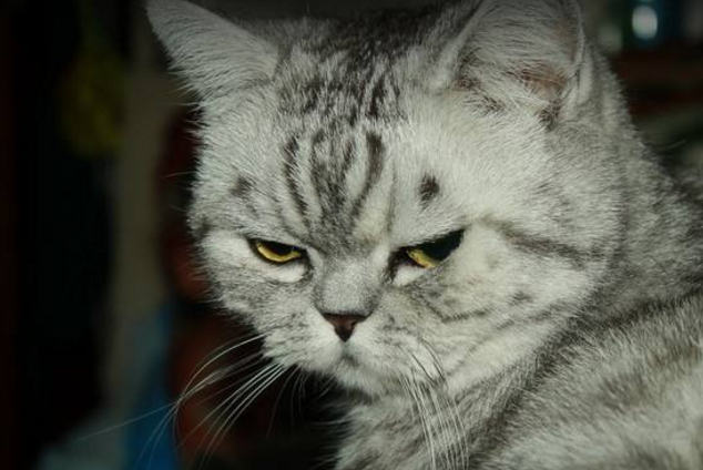 猫咪对你高冷是因为你丑?说出来你可能不相信!_朋友_网友_样子