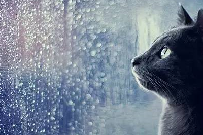 猫咪的好奇心很重,雨水打湿窗台,留下一道道水花,猫咪感到心有不解