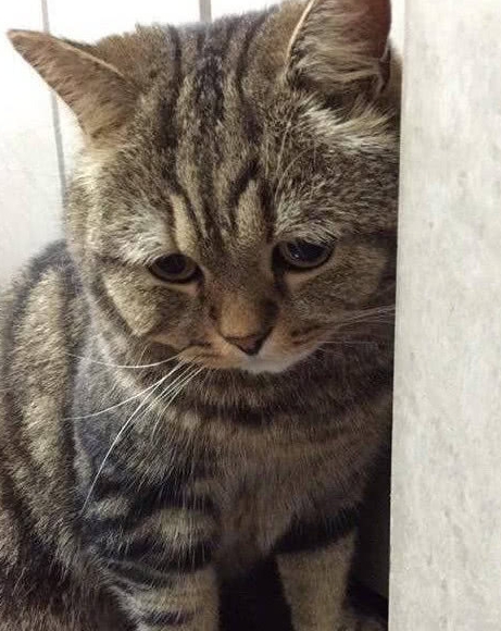 回南天小鱼干全泡汤,猫咪委屈成苦瓜脸,猫咪:小鱼干讨厌回南天_开心