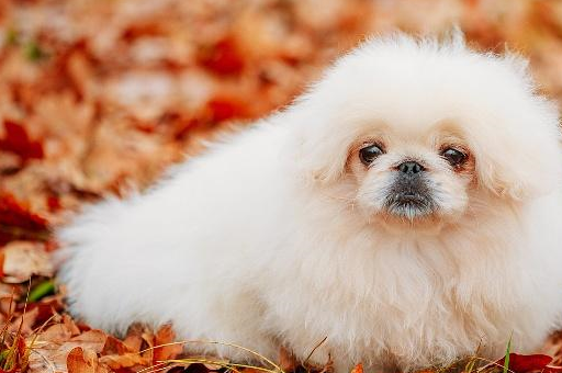京巴犬中国古老的犬种之一,在以前是皇宫的玩赏犬