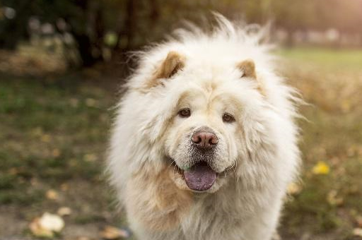 京巴犬中国古老的犬种之一,在以前是皇宫的玩赏犬