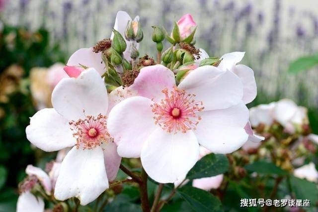 十一月,遇贵人,喜桃花,三属相大富大贵发大财_机会_好运_财运