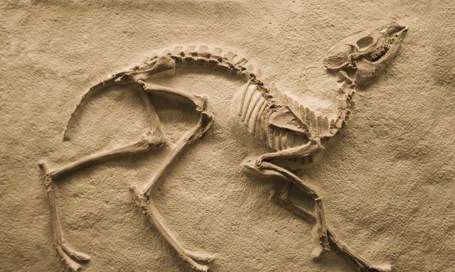 暴龙化石头部发现子弹孔,谁在6500万年前开了一枪?