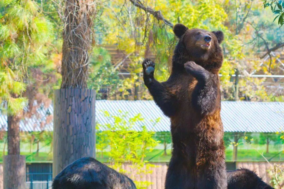 新晋明星熊熊出没!_棕熊_黑熊_亚洲