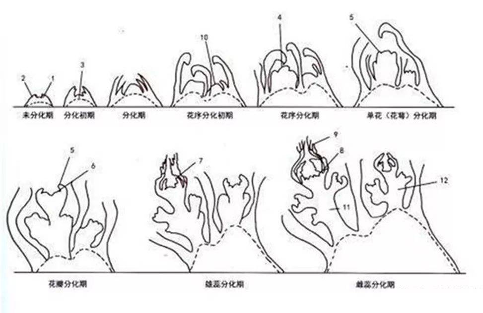 花芽的结构图片