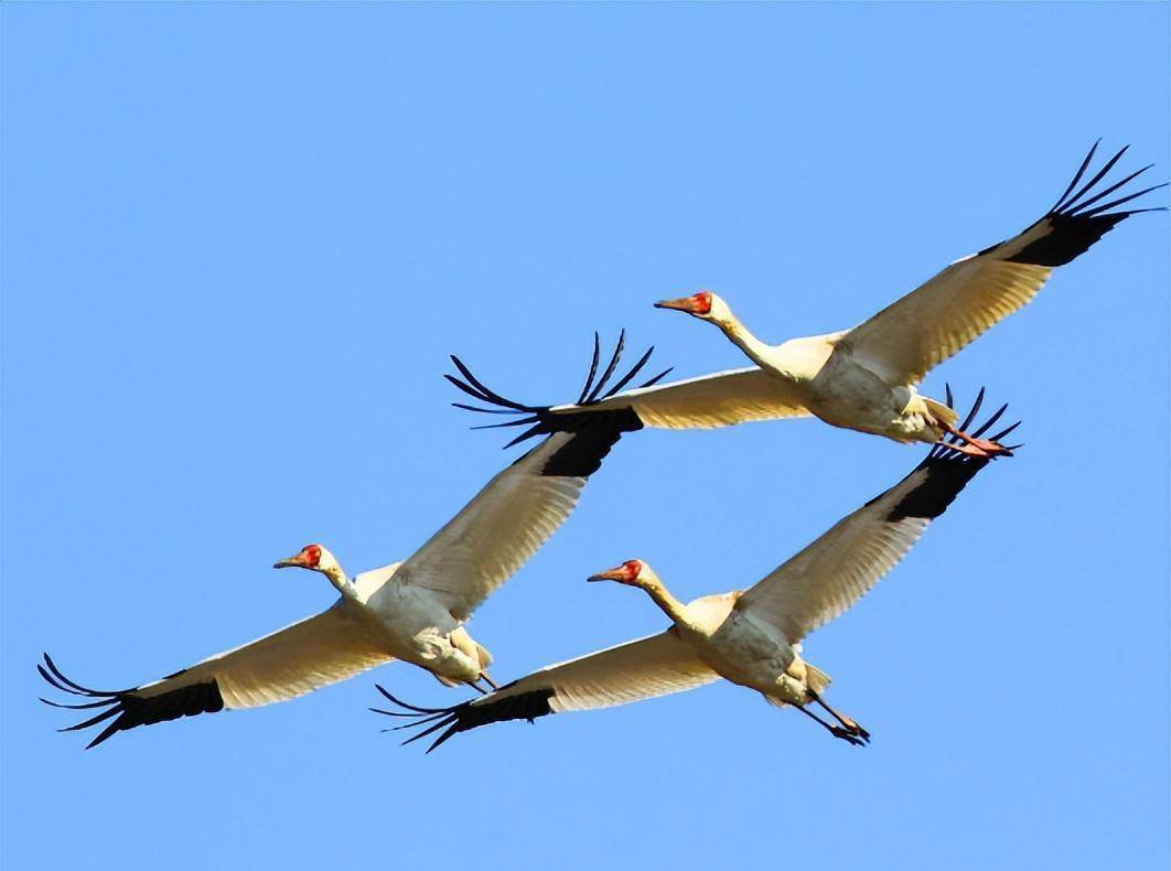 就在这时,白鹤飞来了,它似乎感知到了周奇的困境.