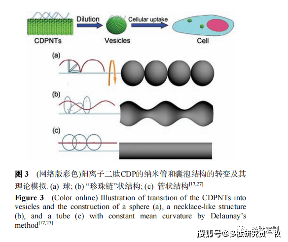 二苯丙氨酸二肽有序納米結構的組裝及應用_研究_溶劑_分子