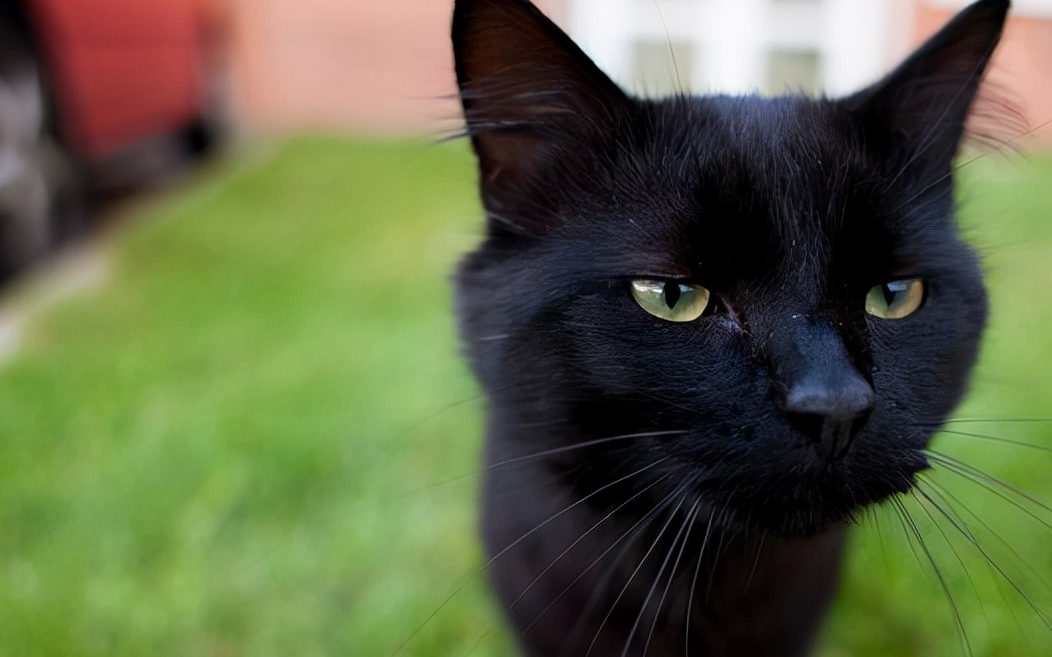 绿色眼睛的黑猫图片图片
