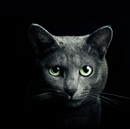 带来好运只是其中的一点!_猫咪_黑色_东西