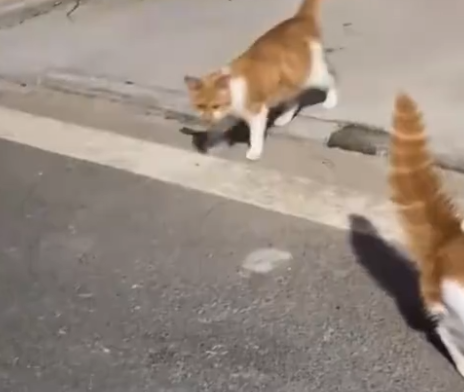 河南：女子路遇小猫喊了声，结果被猫群包围，网友：羡慕吸猫体质 