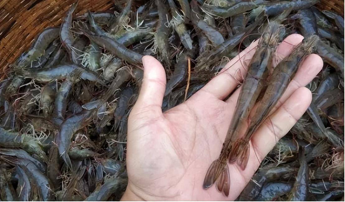 对虾偷死药?南美白对虾偷死现象的处理方法?