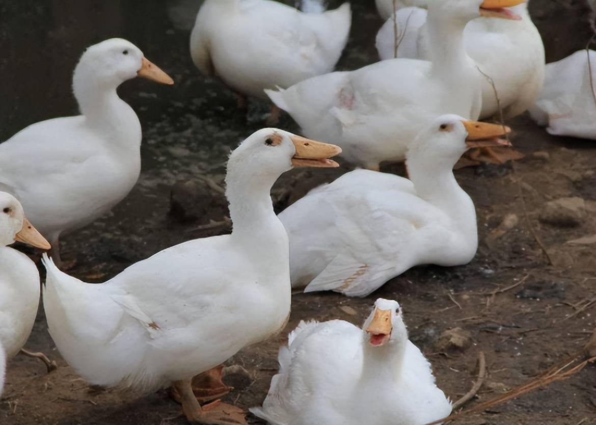 浆膜炎药吃了鸭子为什么还死?鸭子得浆膜炎到底怎么治?