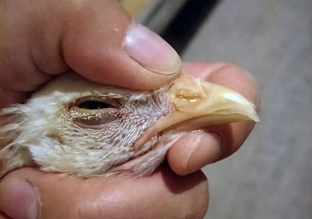 鸡流脓鼻涕什么病?鸡流鼻涕怎么治?_治疗_症状_养殖