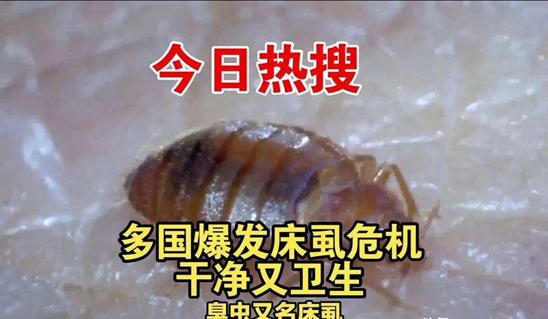 全球多国爆发床虱危机_臭虫_什么_传播