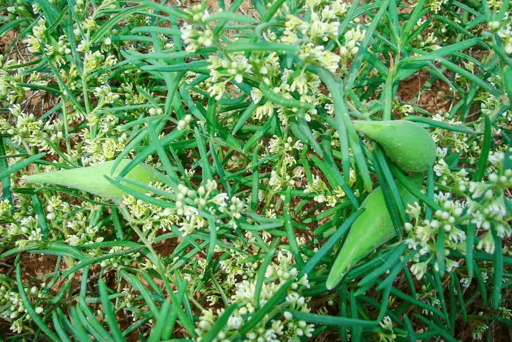 陕西沙地长满羊奶瓜,两头尖中间圆,掰开会流出"羊奶"般的汁液_果实