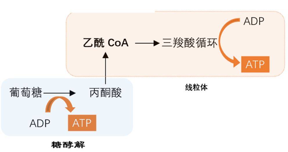 葡萄糖代谢途径图图片