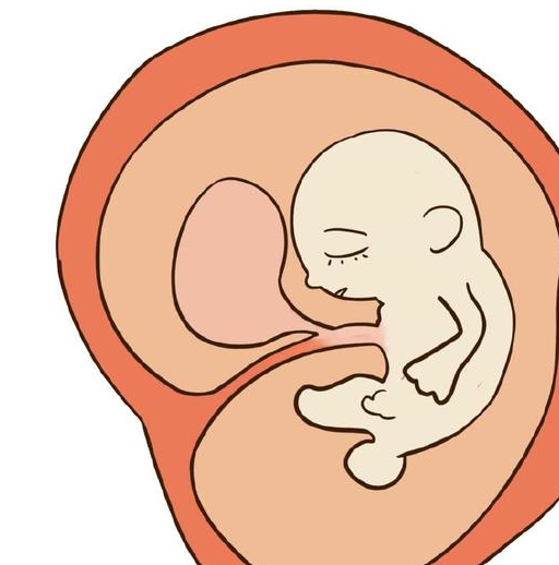怀孕三个月的胎盘图片图片