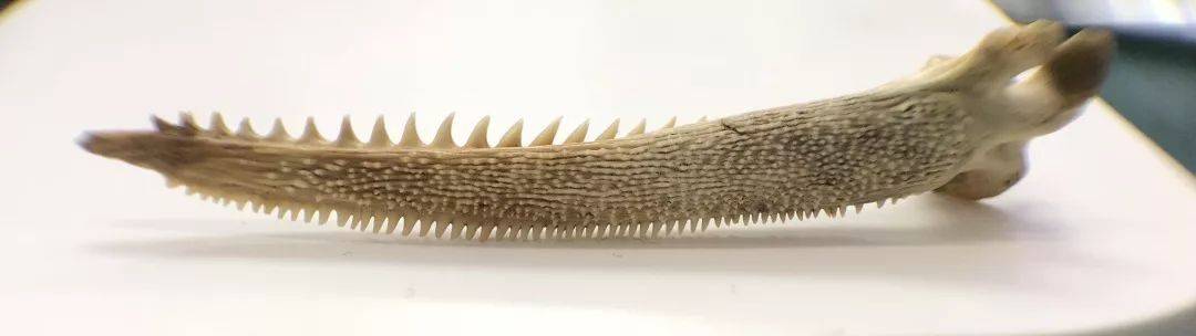 最后说扎人疼,黄颡鱼的鳍棘尖锐且带有锯齿,像一把小匕首,在鳍棘基部