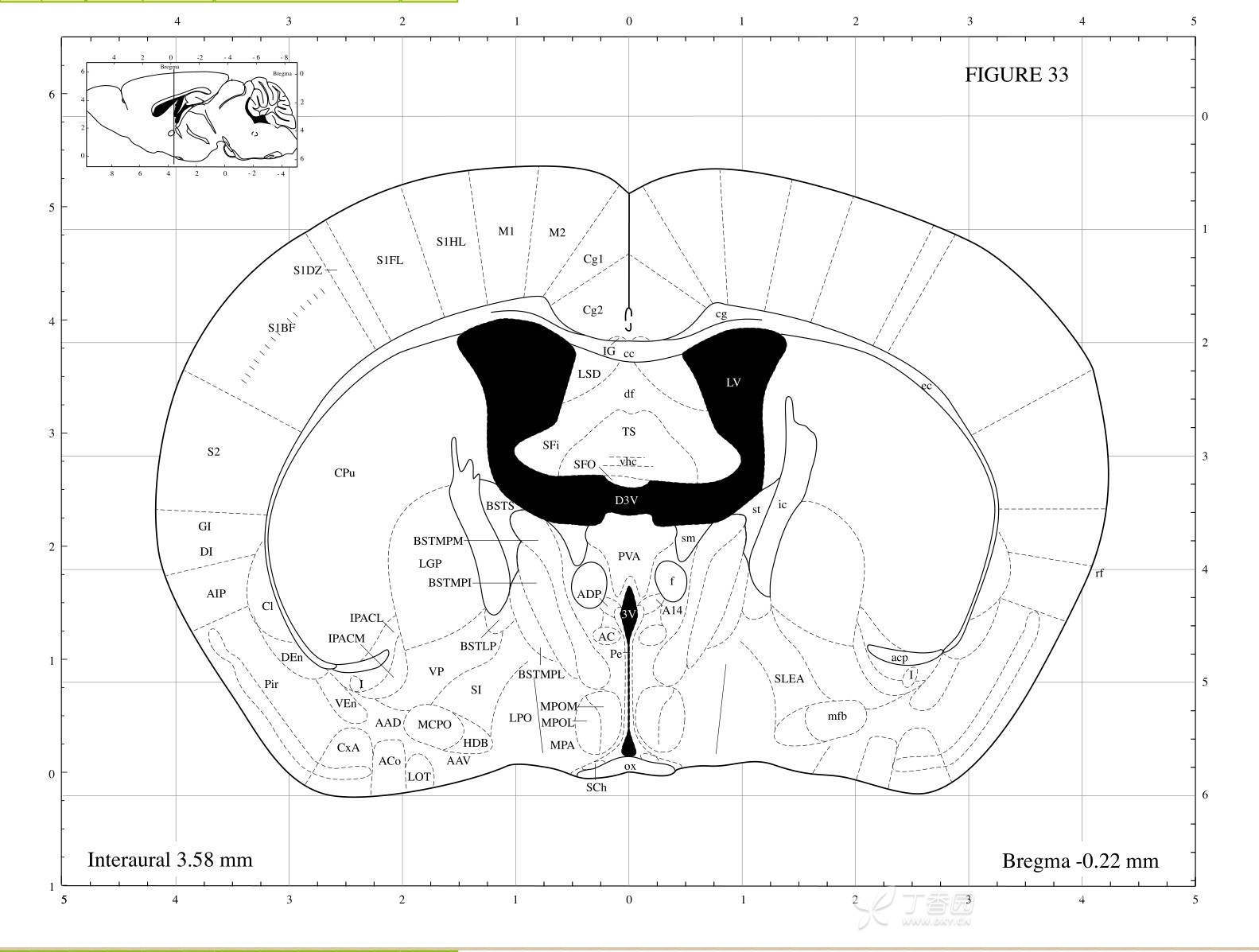 小梁讲实验:小鼠脑立体定位注射方法详解,小动物脑定位仪,小鼠脑定位