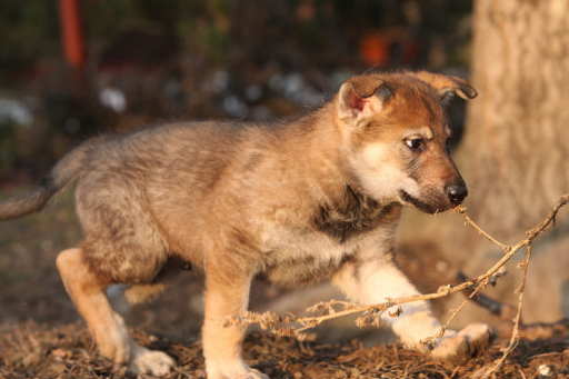 捷克狼犬:一只很优秀的狗狗,却在禁养名单里_训练_攻击性_性情