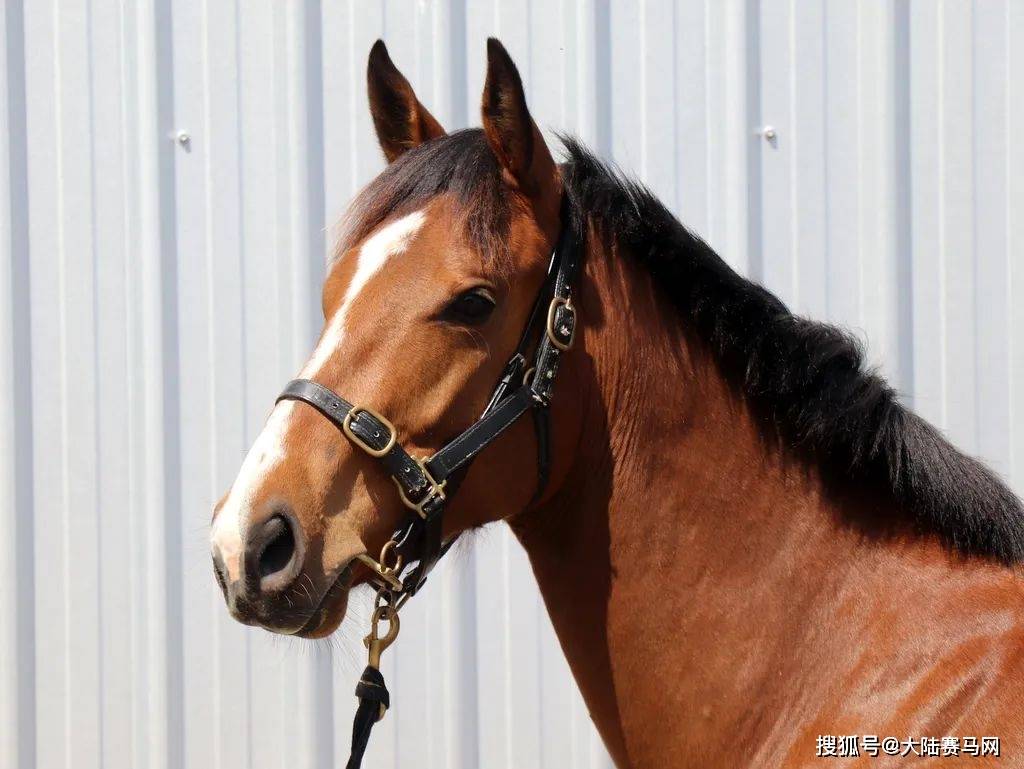 「大陆马会」备战新西兰竞赛马巡礼出生时间:2021年10月15日烙号:135