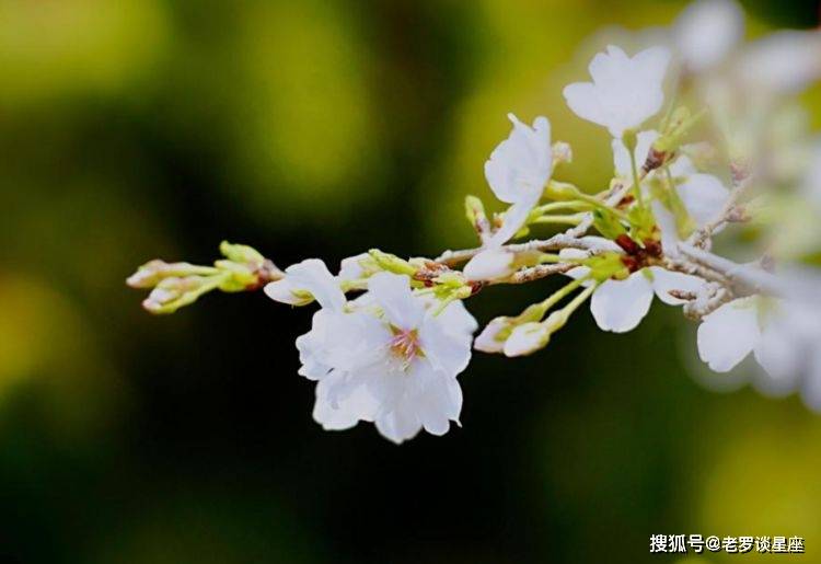 11月,心有不甘,前任返还,3生肖重回情场,有始有终,不悔不倦_爱情_生活