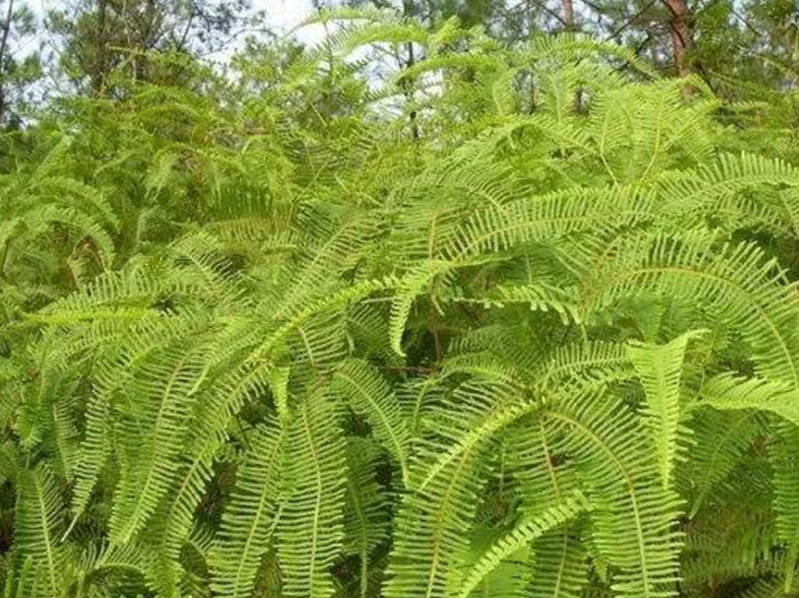 农村有种野草,它是栽培灵芝的优良草本植物,有人用