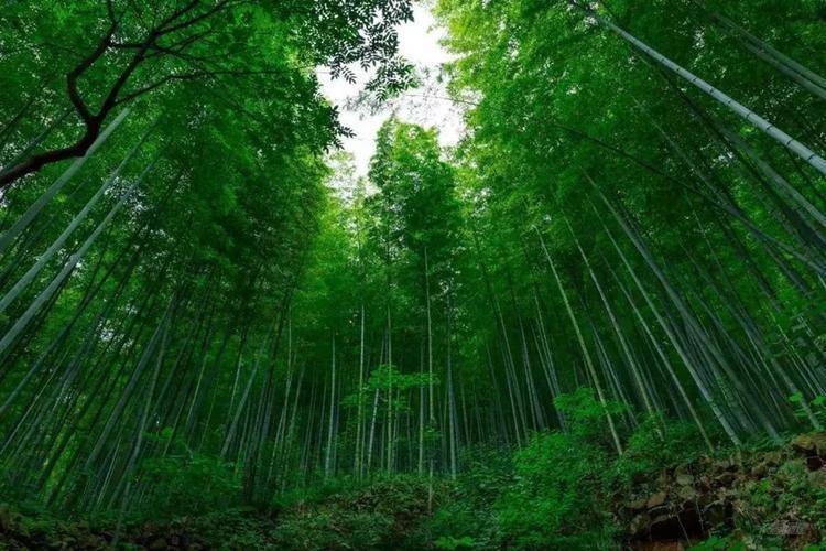 双溪竹海漂流,可以乘老牛车乡村怀古,坐大篷车观赏竹海,若有兴趣,还