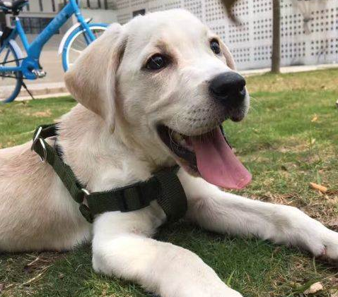 什么是导盲犬?为什么"首选"拉布拉多_主人_因为_工作