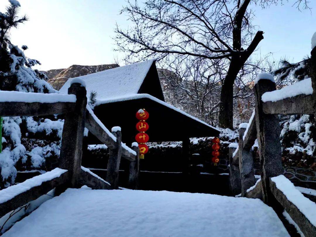 唐山山叶口景区发现植物界的"黑钻石" 为东方甄选河北行添彩