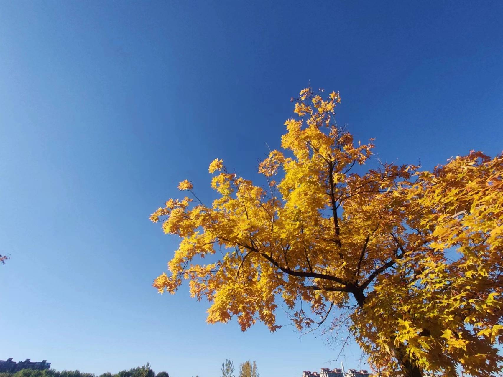 《行欢令》王娜原创诗词五首_万里途_消息_雪花