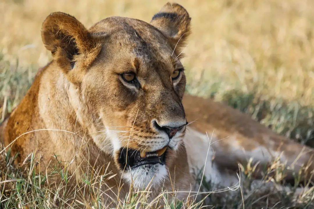 从重庆到非洲,跨越万里和狮子做朋友_星巴_保护_工作