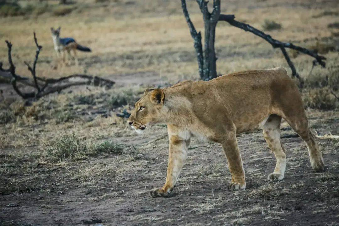 从重庆到非洲,跨越万里和狮子做朋友_星巴_保护_工作
