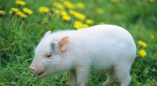 属猪_朋友_财富