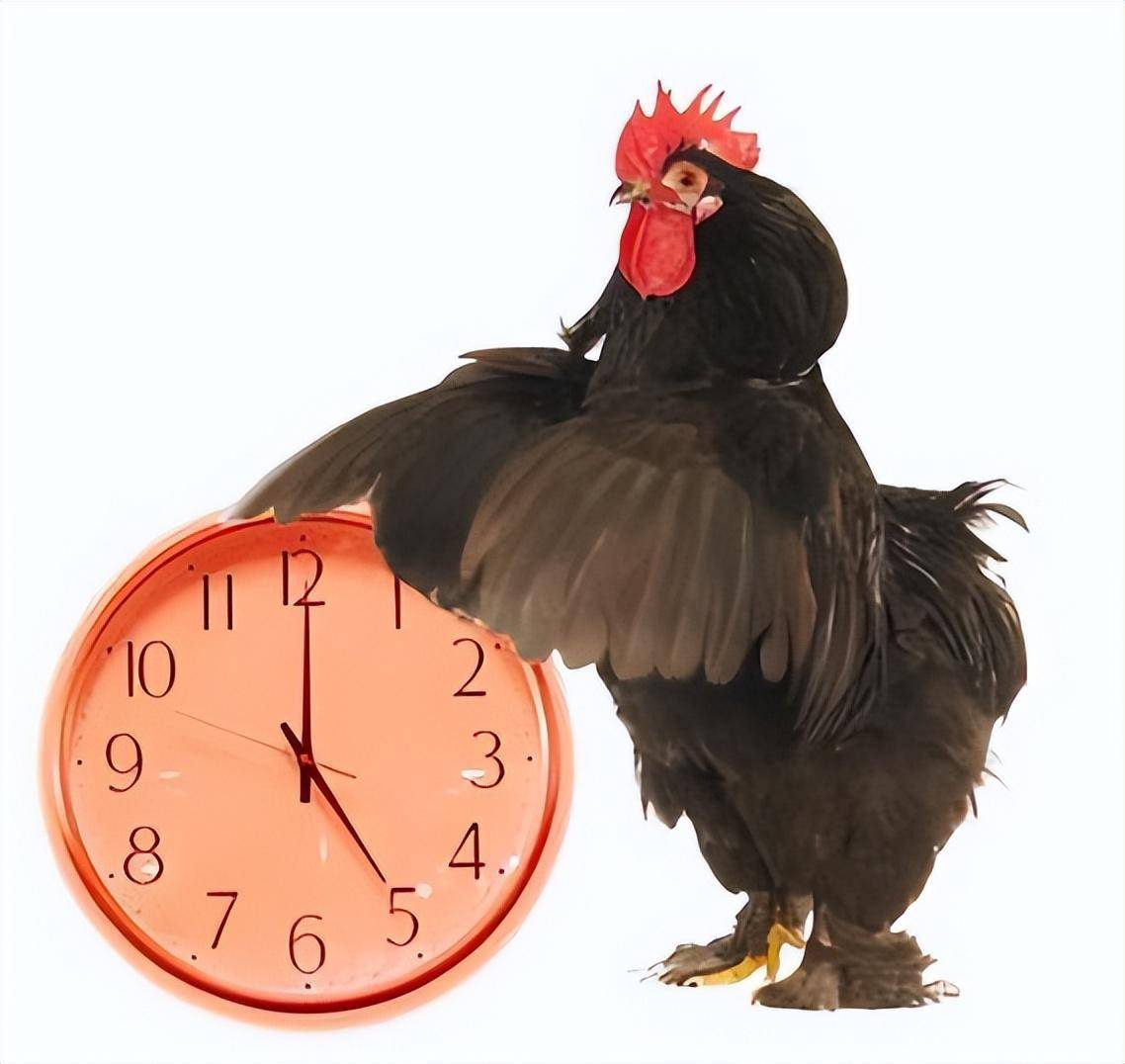 直到2013年才被破解_鸣叫_生物钟_动物