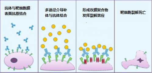 补体是存在于人或脊椎动物血清与组织液中的一组不耐热的,经活化后