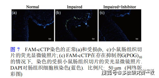 將環肽探針fam-cctp進一步對受損的小鼠尾巴,眼睛,心臟和耳朵組織切片