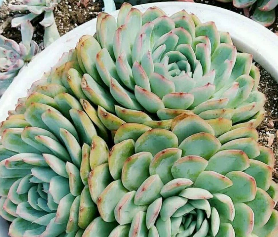 草莓冰这种漂亮的多肉植物,形如莲花,颜色粉中透粉,漂亮无比_叶片