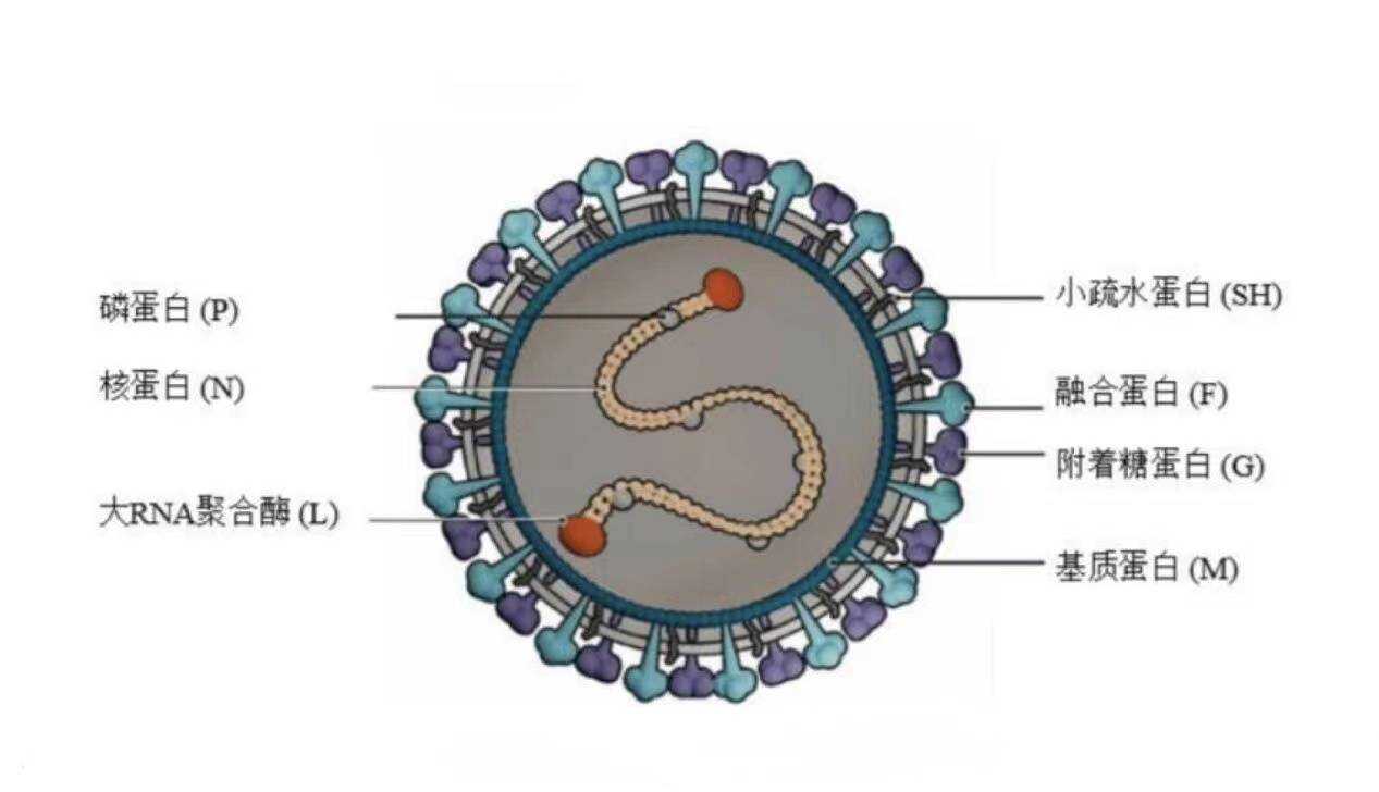打破技术壁垒:rsv(呼吸道合胞病毒)疫苗或将成为疫苗市场的下一个爆点