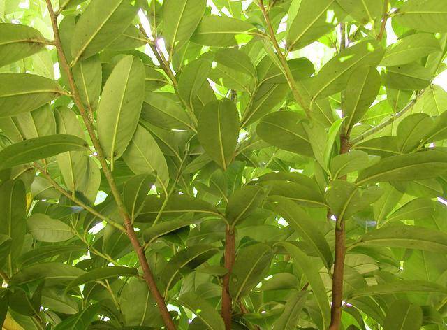 今日科普:桂皮是什么树的皮?桂树剥皮后还能活吗?