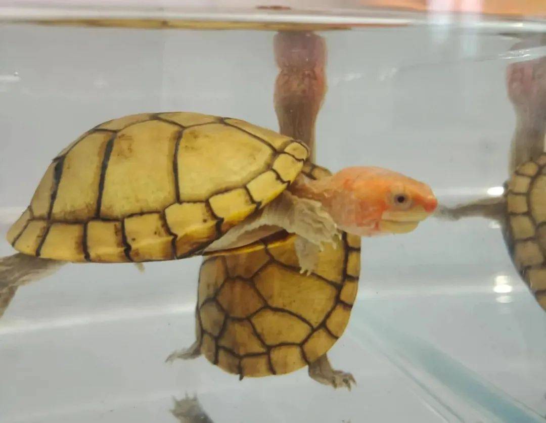 有人评估红面蛋龟还能火,此时抄底正好_价格_什么_品种