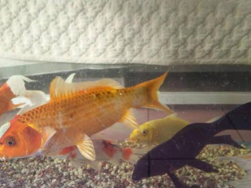 今天做了一件错事可能损失了一条草金鱼,人家养了好几年了!