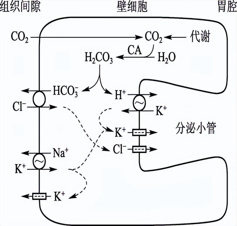 为何说鱼类离不开皮质醇,对于变化的海洋环境,起到了哪些作用?