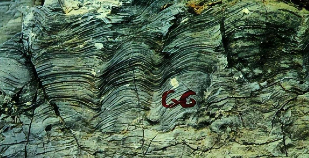 藏在地下的最大煤田，面积相当于我国四分之一，真是植物形成的？(图23)