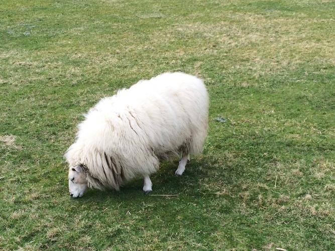 早熟长毛种绵羊有什么特点?